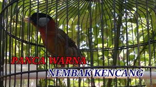 Download lagu BURUNG PANCA WARNA BESET KENCANG mp3 Download lagu BURUNG PANCA WARNA BESET KENCANG mp3