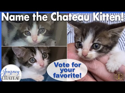 NAME the CHATEAU KITTEN! Vote from the Final Top 10 List of Names!