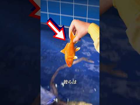 運のいい金魚が、捕食者から生き残りました。