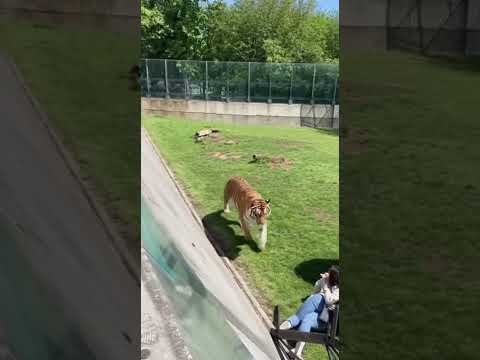 The tiger is in shock – The woman fell into his enclosure! 😱 #viral #animals #omg #tiger #funny