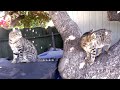 Highland Lynx - Lynx Hybrid - Big highland & Desert lynx Cats in a tree.