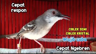Download lagu Masteran wajib ciblek semi dan ciblek kristal putar setiap hari ciblek gacor nembak ngebren mp3