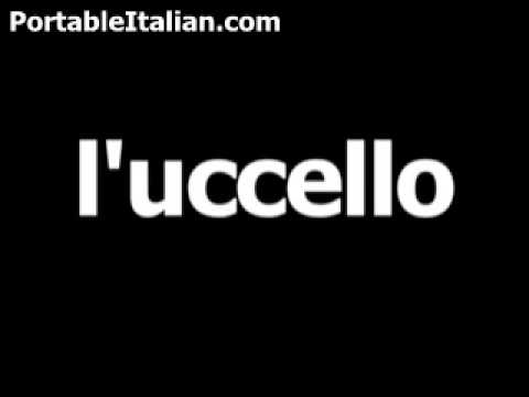 Italian word for bird is l'uccello