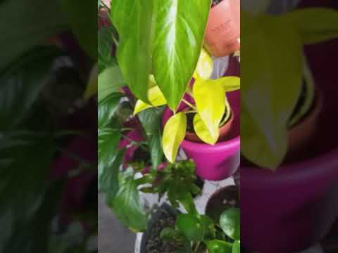 Växtvägg , lite framtida exprimenplaner och svärmors tunga🙊💕❣