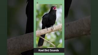 Download lagu Suara Burung Koel Asia ❤️ (2) mp3
