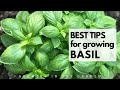 Grow an ENDLESS SUPPLY of BASIL with these TIPS