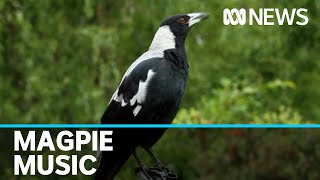 Female magpies are the loudest and chattiest of the species, research shows | ABC News
