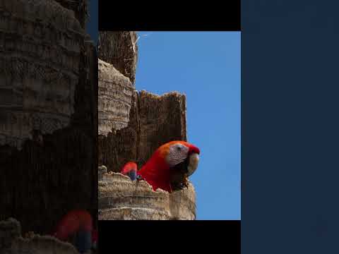 Lapa Roja de Costa Rica . Captada en Orotina Alajuela .