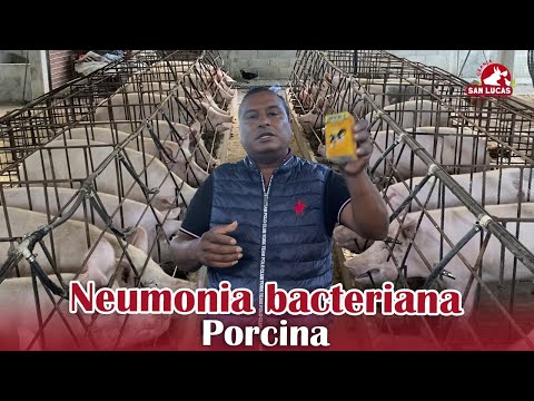 , title : 'Neumonía bacteriana en cerdos | Síntomas y tratamiento | Granja San Lucas'