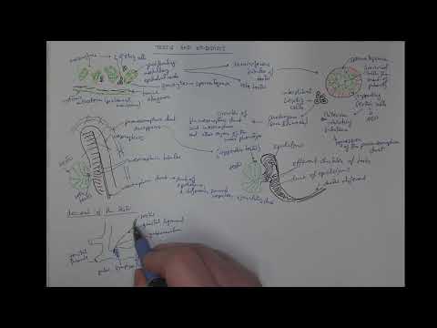 10_02 Testis and epididymis