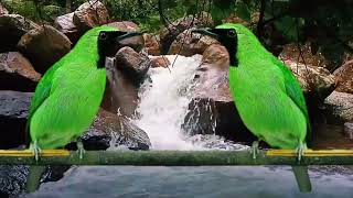 Download lagu Relaksasi Burung Cucak Hijau di sertai gemericik air || cocok buat cucak hijau yg macet bunyi mp3 Download lagu Relaksasi Burung Cucak Hijau di sertai gemericik air || cocok buat cucak hijau yg macet bunyi mp3