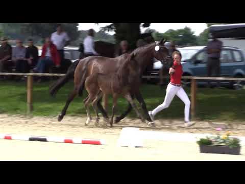 westf.Stutfohlen von Galaxy Goldprämiert geb 26.5.2021