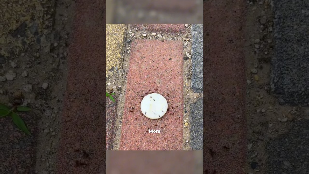 This ant reported false intel three times in a row!😂🤣😅