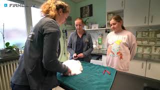 Tierarztpraxis Natalie Zitsch in Bretten – Ihre Expertin für Chirurgie