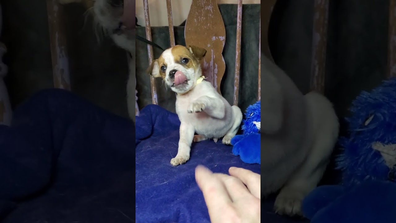 Enlarge Sam, a Adoptable mixed breed in Blairstown, NJ video 6/6