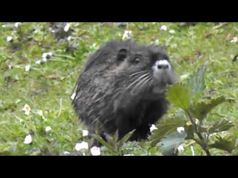 39 "Nutriababys on Tour" Nutria an der Ruhr