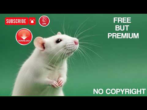 White Rat Green Screen | Mouse Chroma Key Free Stock Footage