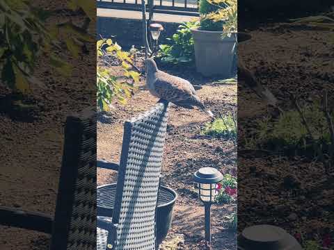 バードドリンカー：あなたの庭に鳥を引き寄せるにはどれを選びますか？  庭園