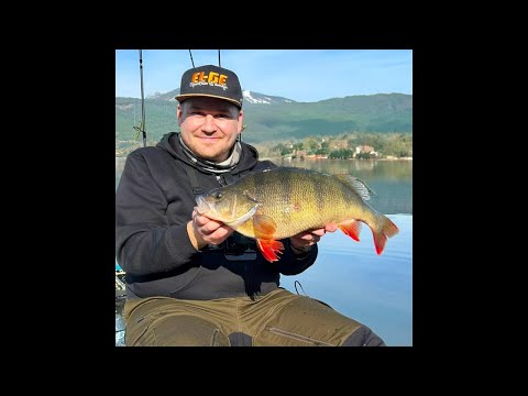 MONSTER PERCH from Perchzilla Lake! 53 cm and 2900g!