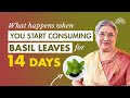 Basil Tulsi Leaves Benefits For Weight Loss Hair Growth Skin Tulsi Leaves Tea Recipe Stress