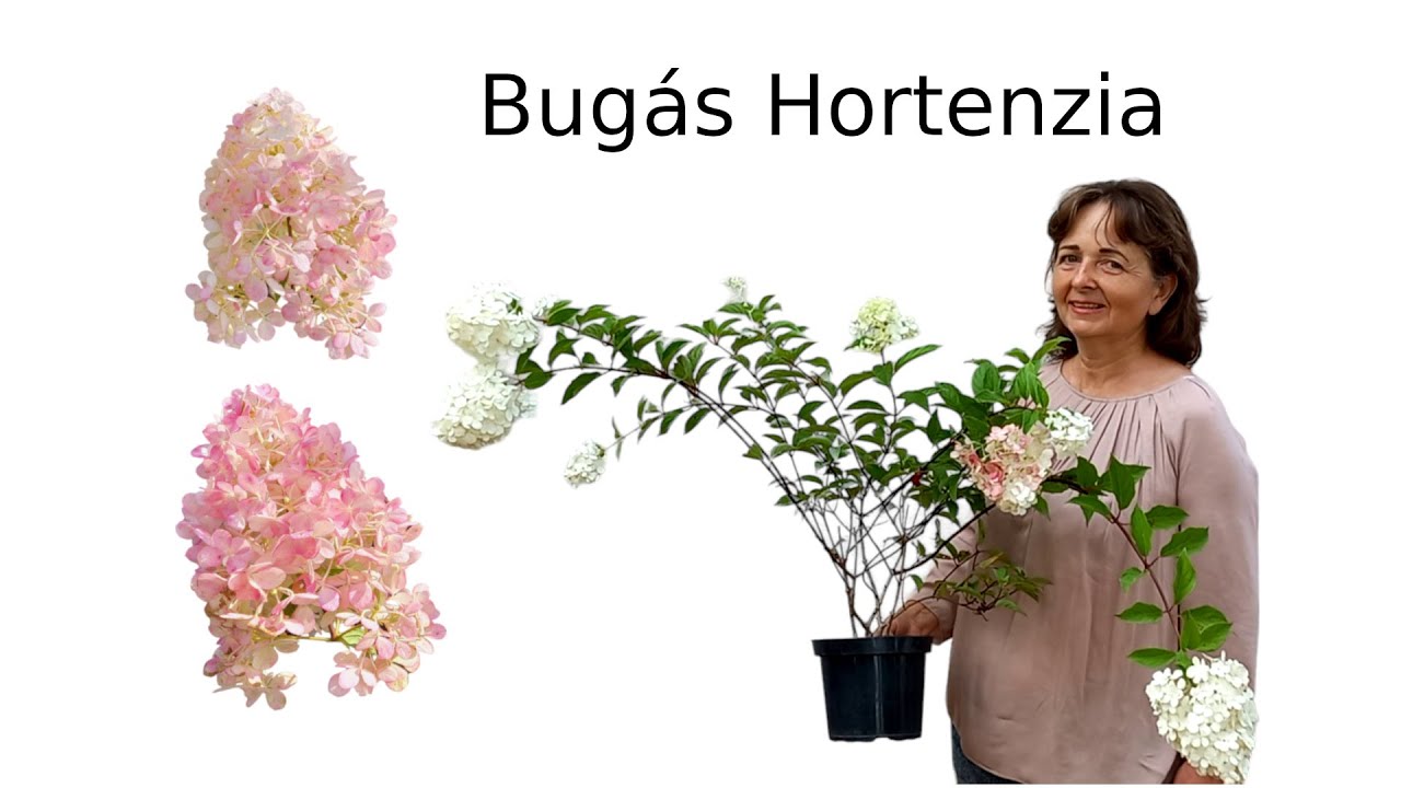 Bugás hortenzia ültetés