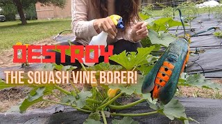 Killing The Squash Vine Borer Moth | Organic Gardening Methods
