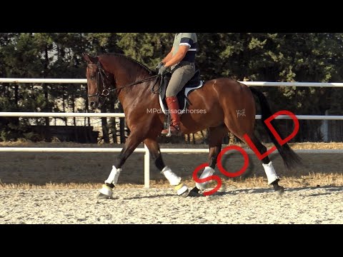 **SOLD** Lovely Andalusian PRE Gelding 2017 - 1,60 m | #MP366
