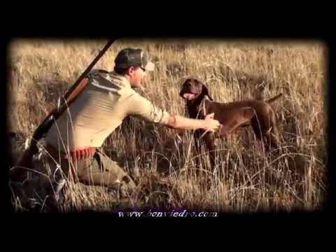 CAZA de CODORNICES en HD. ** Espectáculo Kai ** LA PELICULA | Bracos Alemanes de la Ron Bonviedro.