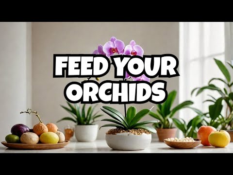 Secrets to Thriving Orchids with Common Foods