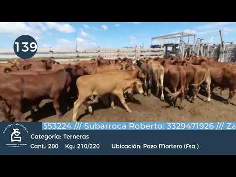 Lote Hembras - FORMOSA