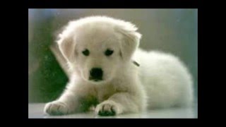 le 10 razze canine  più belle al mondo