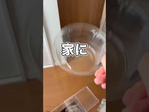 タランチュラが脱走してしまいました！！！！！！！