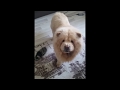Chow chow when get angry