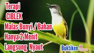 Download lagu Full Terapi Ciblek macet Bunyi/Bisu || gak perlu lama burung jadi gacor mp3 mp3 Download lagu Full Terapi Ciblek macet Bunyi/Bisu || gak perlu lama burung jadi gacor mp3 mp3