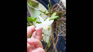 Good morning enjoy with Wild Orchid with good smell 🌸🌸