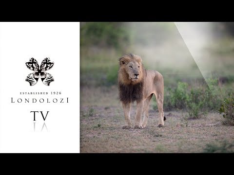 Majingilane Lions on Londolozi - Londolozi TV