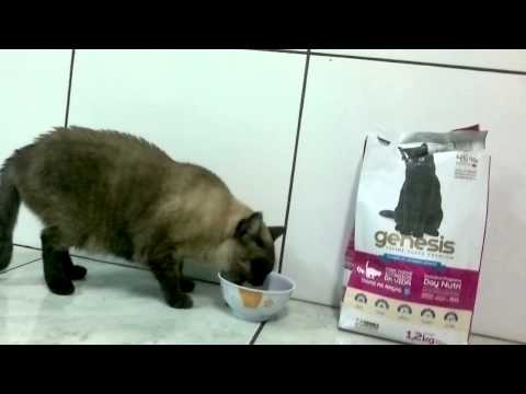 Premiatta Genesis Feline e Dilma, a gata