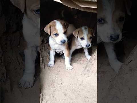 @krishik6549 🐕🐕🐕🐕very cute video.