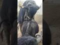 Buffalo BuLL Gorkhana Cow Meeting Horas Dog Wild Animal Short Video