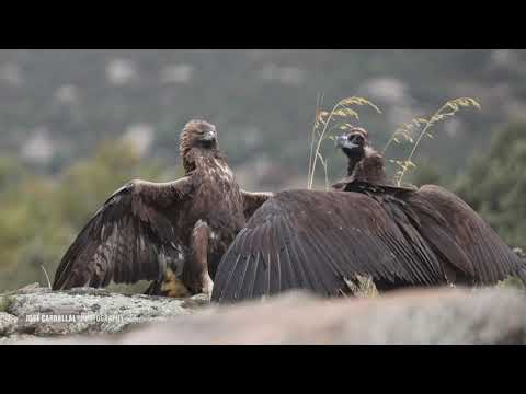 Águila real vs Buitre negro