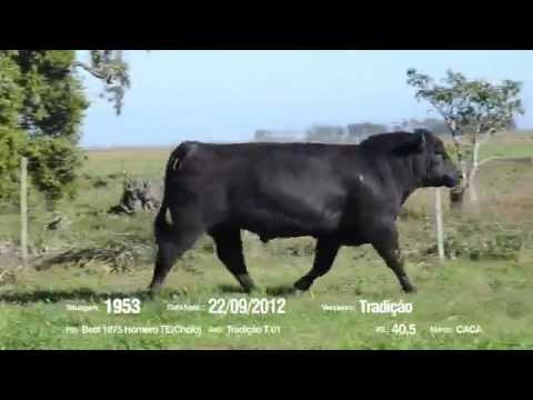 14º Remate Só Angus - Tradição. Tat.: 1953