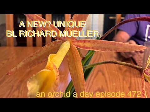 A DIFFERENT? UNIQUE RICHARD MUELLER ORCHID #orchids