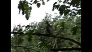 The Samples in texas unknown venue&quot;Little Silver Ring&quot;