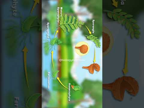 Fern Life Cycle Animation #biology