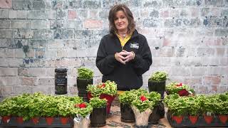 How to Care for a Frosty Fern ENGLISH GARDENS