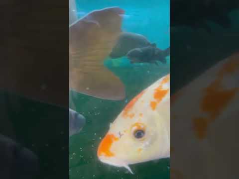 🇦🇷 Naturaleza Viva *13 ##acuario #argentina #buenosaires #short