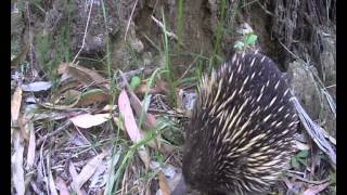 preview picture of video 'Curious Echidna'