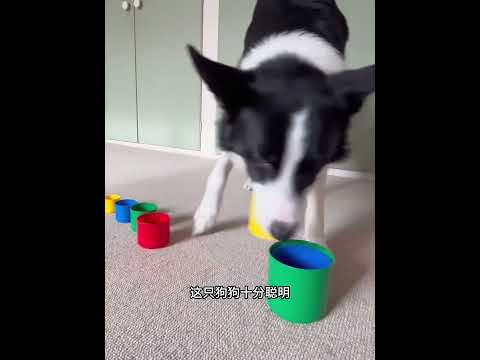 狗狗被无情抛弃，男子将其收养后，得知它的真实身份直呼捡到宝 #animals #寵物友善日常 #主人 #pets #动物救助 #感人壹幕 #搞笑 #萌寵