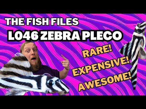 L046 Zebra Pleco — Hypancistrus zebra