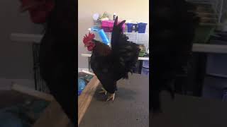 Cock #3